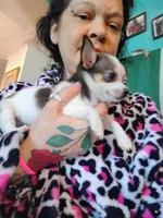 Diamond , a female Chihuahua for sale in Plant City, FL – Photo 1 of 2