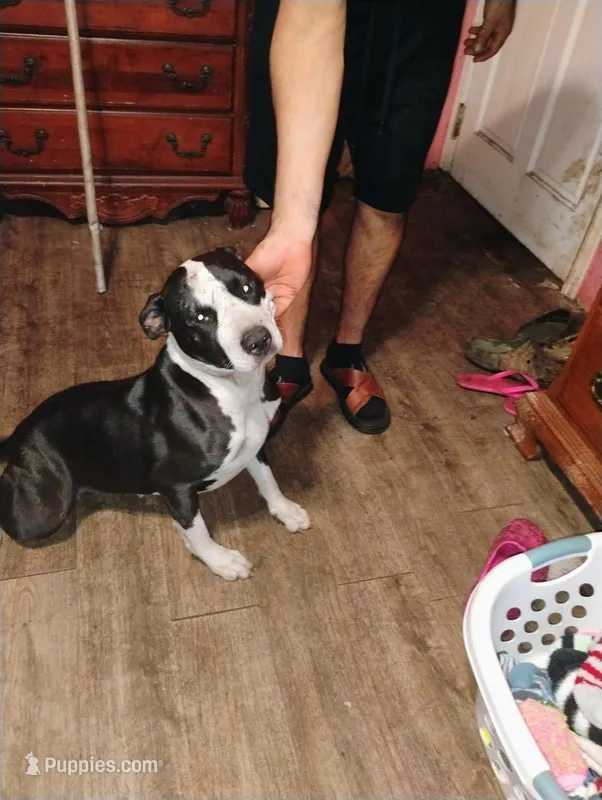 Baby Girl  – American Pit Bull Terrier puppy for sale in Plant City, FL