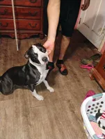 Baby Girl , a female American Pit Bull Terrier for sale in Plant City, FL – 1 of 3