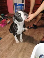 Baby Girl , a female American Pit Bull Terrier for sale in Plant City, FL – 3 of 3