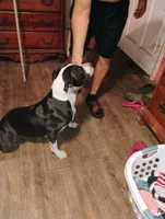 Baby Girl , a female American Pit Bull Terrier for sale in Plant City, FL – 2 of 3