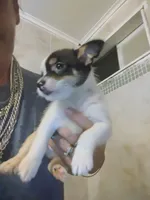 Rolly, a male Chihuahua for sale in Plant City, FL – 2 of 3