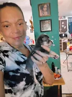 Bandit, a male Chihuahua for sale in Plant City, FL – 2 of 5