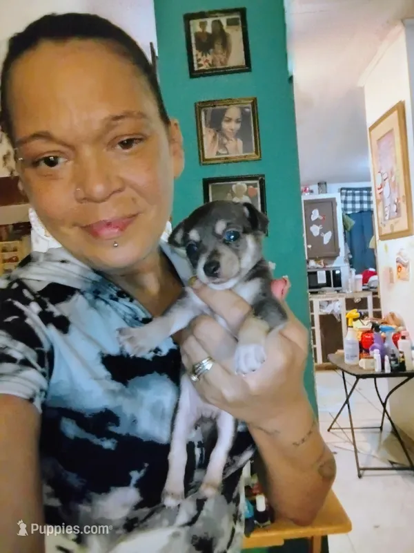Bandit – Chihuahua puppy for sale in Plant City, FL