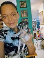 Bandit, a male Chihuahua for sale in Plant City, FL – 1 of 5