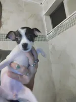 Baby Girl , a female Chihuahua for sale in Plant City, FL – 3 of 3