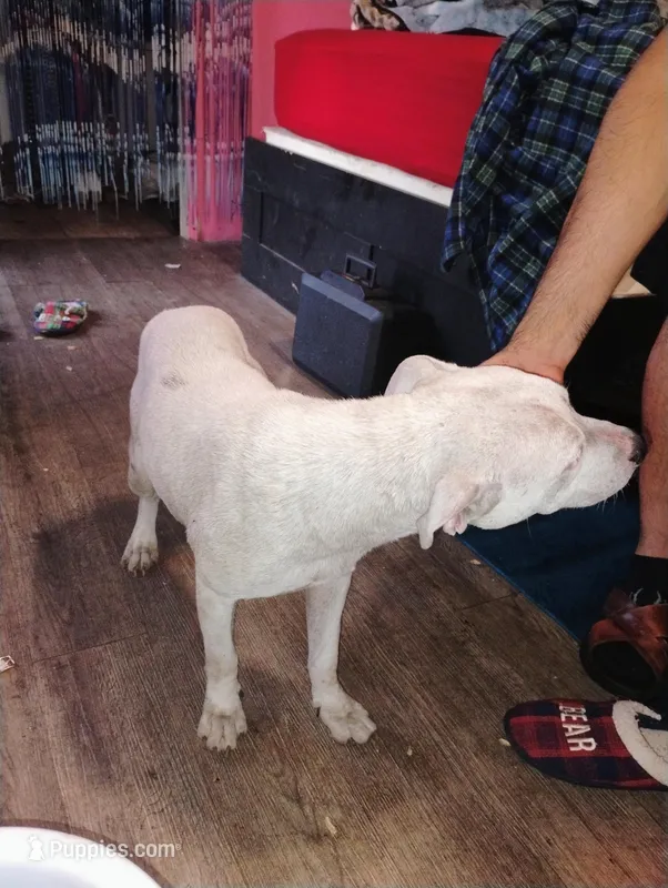 Kilo  – American Pit Bull Terrier puppy for sale in Plant City, FL