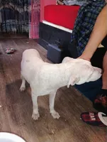 Kilo , a male American Pit Bull Terrier for sale in Plant City, FL – 1 of 2