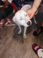 Kilo , a male American Pit Bull Terrier for sale in Plant City, FL – 2 of 2