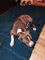 Blue , a male American Pit Bull Terrier for sale in Plant City, FL – 2 of 2