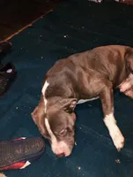 Blue , a male American Pit Bull Terrier for sale in Plant City, FL – 1 of 2