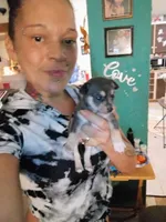 Bandit, a male Chihuahua for sale in Plant City, FL – 3 of 5