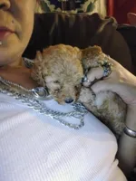 Nugget , a male Poodle - Miniature  for sale in Plant City, FL – Photo 2 of 3