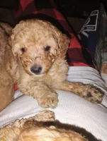 Nugget , a male Poodle - Miniature  for sale in Plant City, FL – Photo 3 of 3