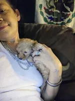 Nugget , a male Poodle - Miniature  for sale in Plant City, FL – Photo 1 of 3