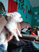 Snowball , a male Chihuahua for sale in Plant City, FL – 5 of 6