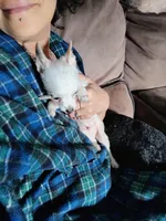 Snowball , a male Chihuahua for sale in Plant City, FL – 4 of 6
