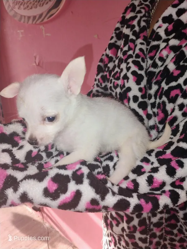 Snowball  – Chihuahua puppy for sale in Plant City, FL