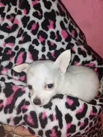 Snowball , a male Chihuahua for sale in Plant City, FL – Photo 2 of 2