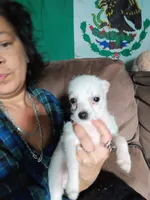 Snowball , a male Chihuahua for sale in Plant City, FL – 6 of 6