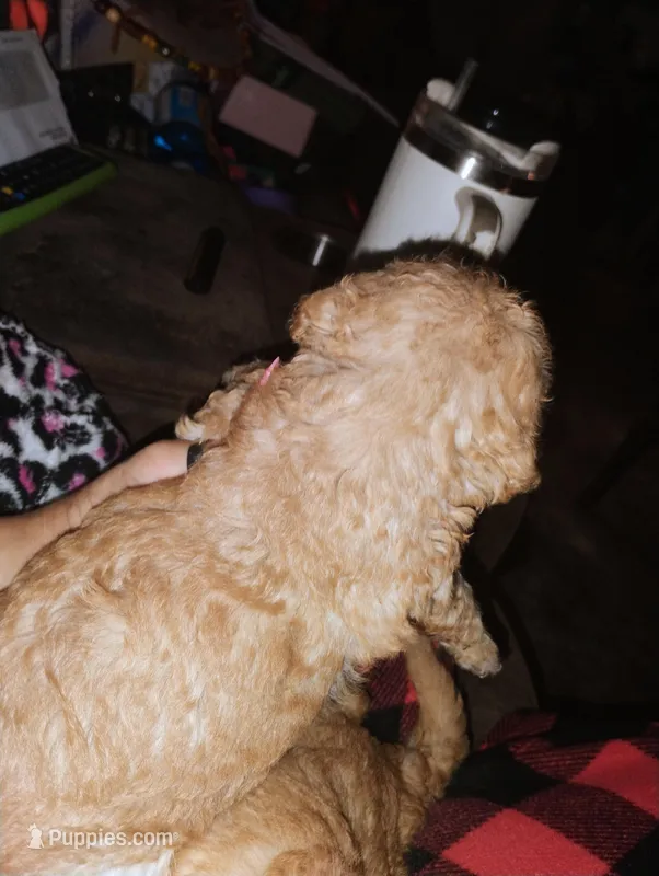 Fluffy  – Poodle - Miniature  puppy for sale in Plant City, FL