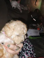 Fluffy , a female Poodle - Miniature  for sale in Plant City, FL – Photo 2 of 2