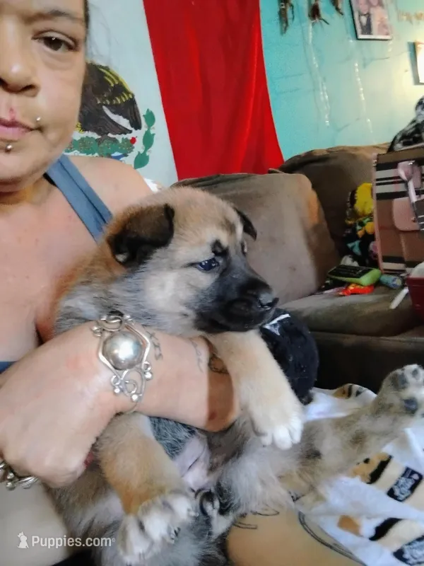 Sadie  – Belgian Malinois puppy for sale in Plant City, FL