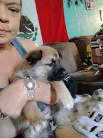 Sadie , a female Belgian Malinois for sale in Plant City, FL – Photo 1 of 3