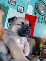 Sadie , a female Belgian Malinois for sale in Plant City, FL – Photo 3 of 3