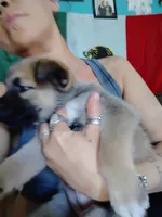 Sadie , a female Belgian Malinois for sale in Plant City, FL – Photo 2 of 3