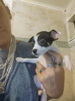 Baby Girl , a female Chihuahua for sale in Plant City, FL – 2 of 3