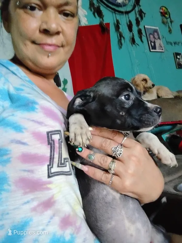 Lola, a female American Pit Bull Terrier for sale in Plant City, FL – 1 of 3