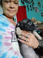 Lola, a female American Pit Bull Terrier for sale in Plant City, FL – 1 of 3