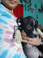 Lola, a female American Pit Bull Terrier for sale in Plant City, FL – 3 of 3