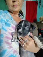 Lola, a female American Pit Bull Terrier for sale in Plant City, FL – 2 of 3