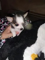 Bandit, a male Chihuahua for sale in Plant City, FL – Photo 2 of 2