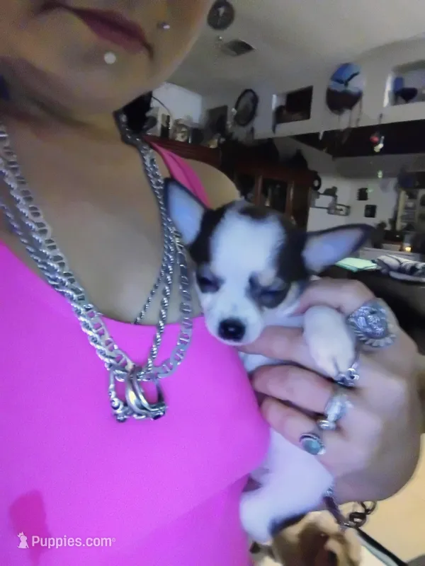 Bandit – Chihuahua puppy for sale in Plant City, FL