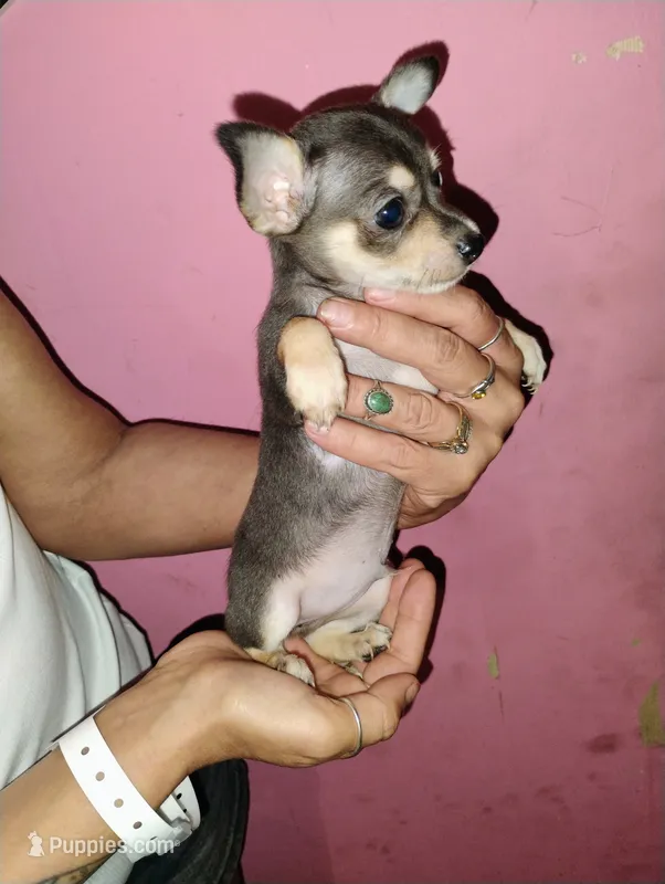Bandit – Chihuahua puppy for sale in Plant City, FL