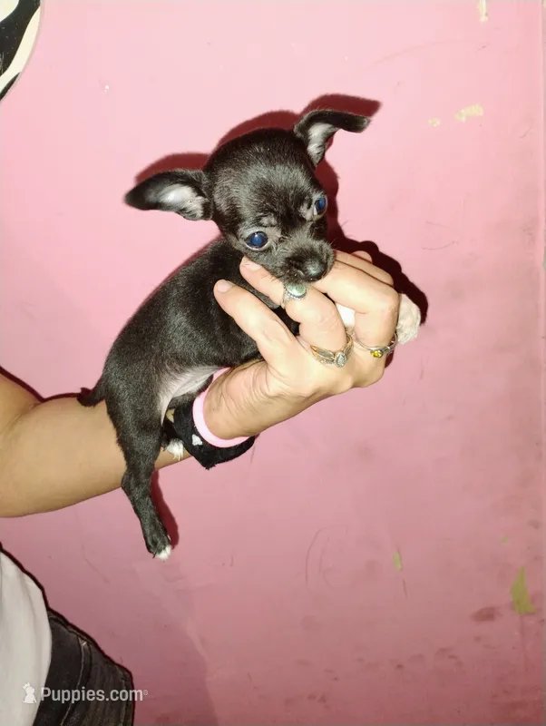 Tiny – Chihuahua puppy for sale in Plant City, FL