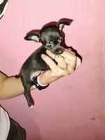 Tiny, a female Chihuahua for sale in Plant City, FL – 1 of 3