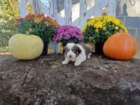 Lexi , a male Miniature Australian Shepherd for sale in Seneca, SC – 3 of 6