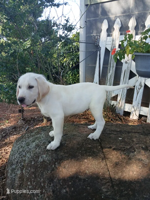 Ruger  – Labrador Retriever puppy for sale in Seneca, SC