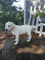 Ruger , a male Labrador Retriever for sale in Seneca, SC – 1 of 8