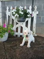 Emma , a female Labrador Retriever for sale in Seneca, SC – 7 of 7