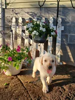 Jake , a male Labrador Retriever for sale in Seneca, SC – 7 of 7