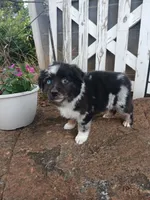 Sadie , a female Miniature Australian Shepherd for sale in Seneca, SC – 7 of 9