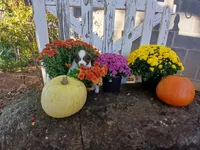 Lexi , a male Miniature Australian Shepherd for sale in Seneca, SC – 2 of 6