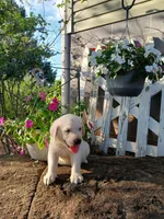 Ruger , a male Labrador Retriever for sale in Seneca, SC – 1 of 7
