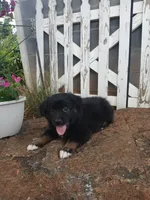 Teddy , a male Miniature Australian Shepherd for sale in Seneca, SC – 4 of 8