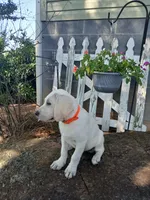 Bear, a male Labrador Retriever for sale in Seneca, SC – 9 of 9